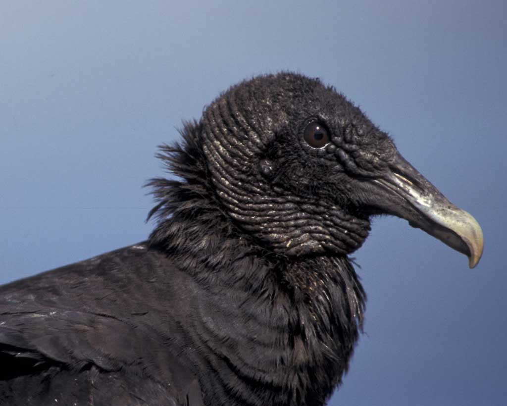 Black_Vulture_c22-31-007_l.jpg