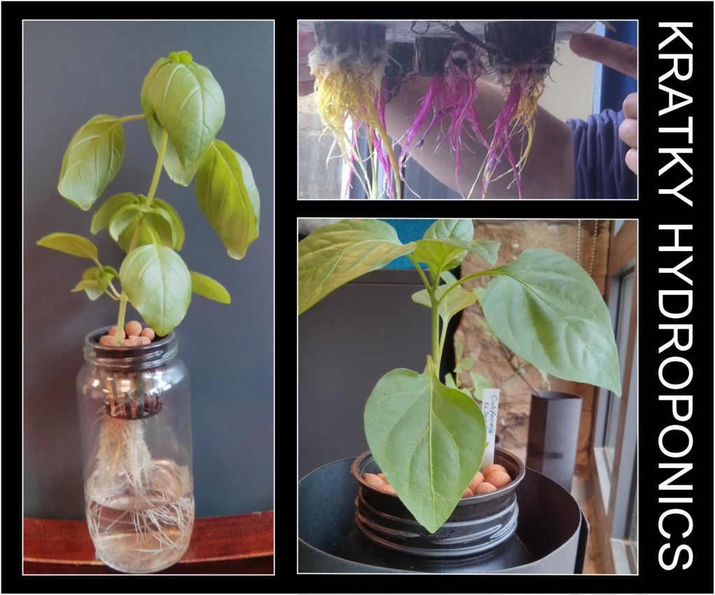 Learn How To Grow Plants Without Soil WBIW