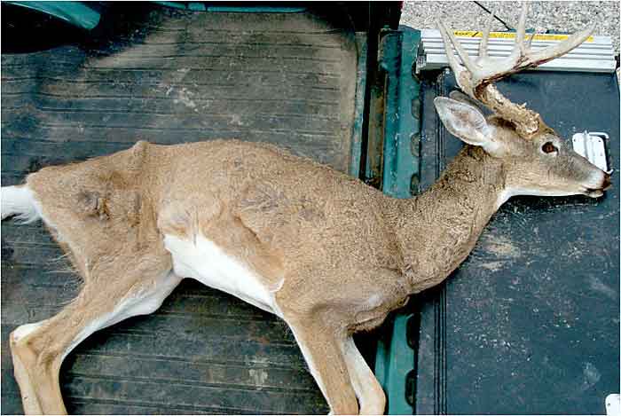 deer-chronic-wasting-disease.jpg