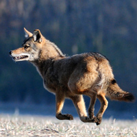 fw-coyote1.jpg