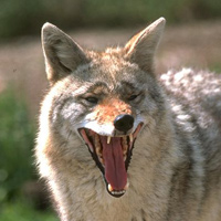 fw-coyote2.jpg