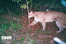 greene county lion.jpg