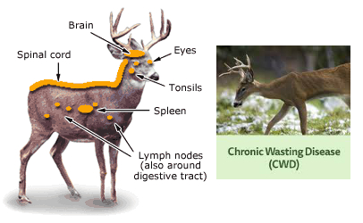 illustration-chronic-wasting-disease-deer.jpg