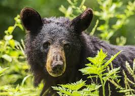 indiana black bear.jpg