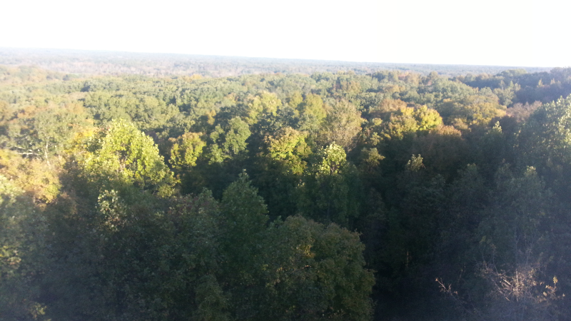 leaves in brown county.png