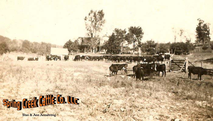 oldcattle.jpg