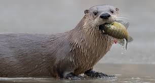 river otter.jpg