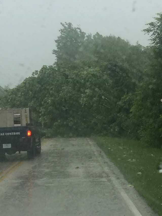 tree tunnelton rd.jpg