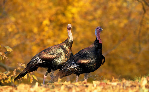turkey season.jpg