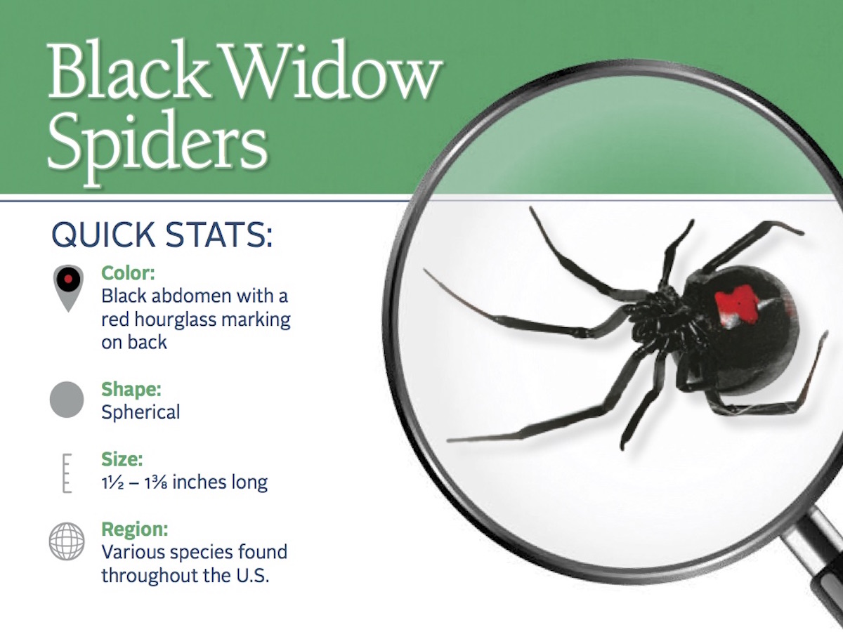 black-widow-spider-pest-id-card_front.jpg