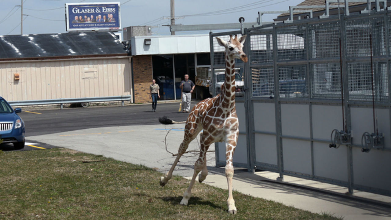 giraffe runaway_1524582627391.jpg_40566526_ver1.0_1280_720.jpg