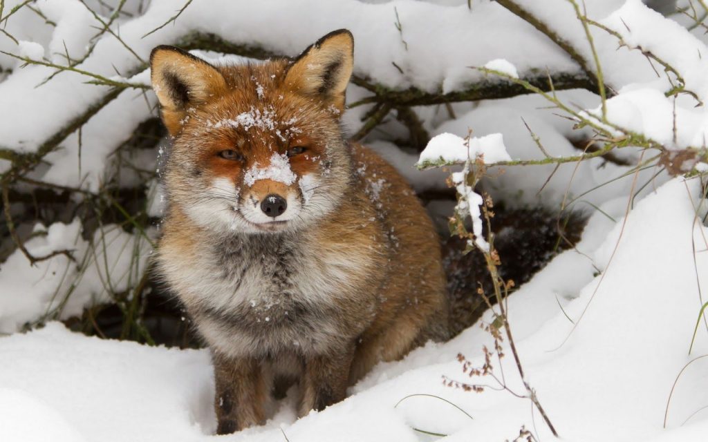 Help Indiana's Wildlife Survive Cold Winter Weather | WBIW