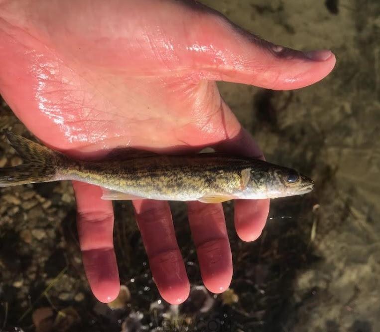 Nearly 70,000 fingerling walleyes are planned to be stocked by DNR