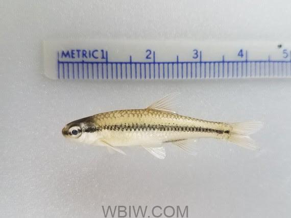 A tiny fish floating under the radar - the pugnose shiner