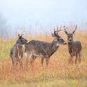 Second public comment period for proposed changes to Indiana’s deer hunting rules