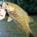 Free Fishing Days are May 7, June 3-4, and Sept. 23.