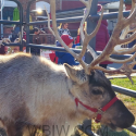 Santa Claus, reindeer and lighted Christmas Parade in Bedford on Saturday