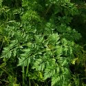 The clock is ticking to control Poison Hemlock