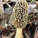 Morel mushrooms are a local delicacy you must enjoy while you can