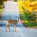 Drivers urged to watch for deer as temperatures cool