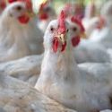 Highly Pathogenic Avian Influenza detected at Crawford County egg farm
