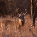 Deer firearms season begins Saturday, November 14