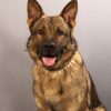 Indiana State Police Fort Wayne District welcomes Patrol K-9 Enzo