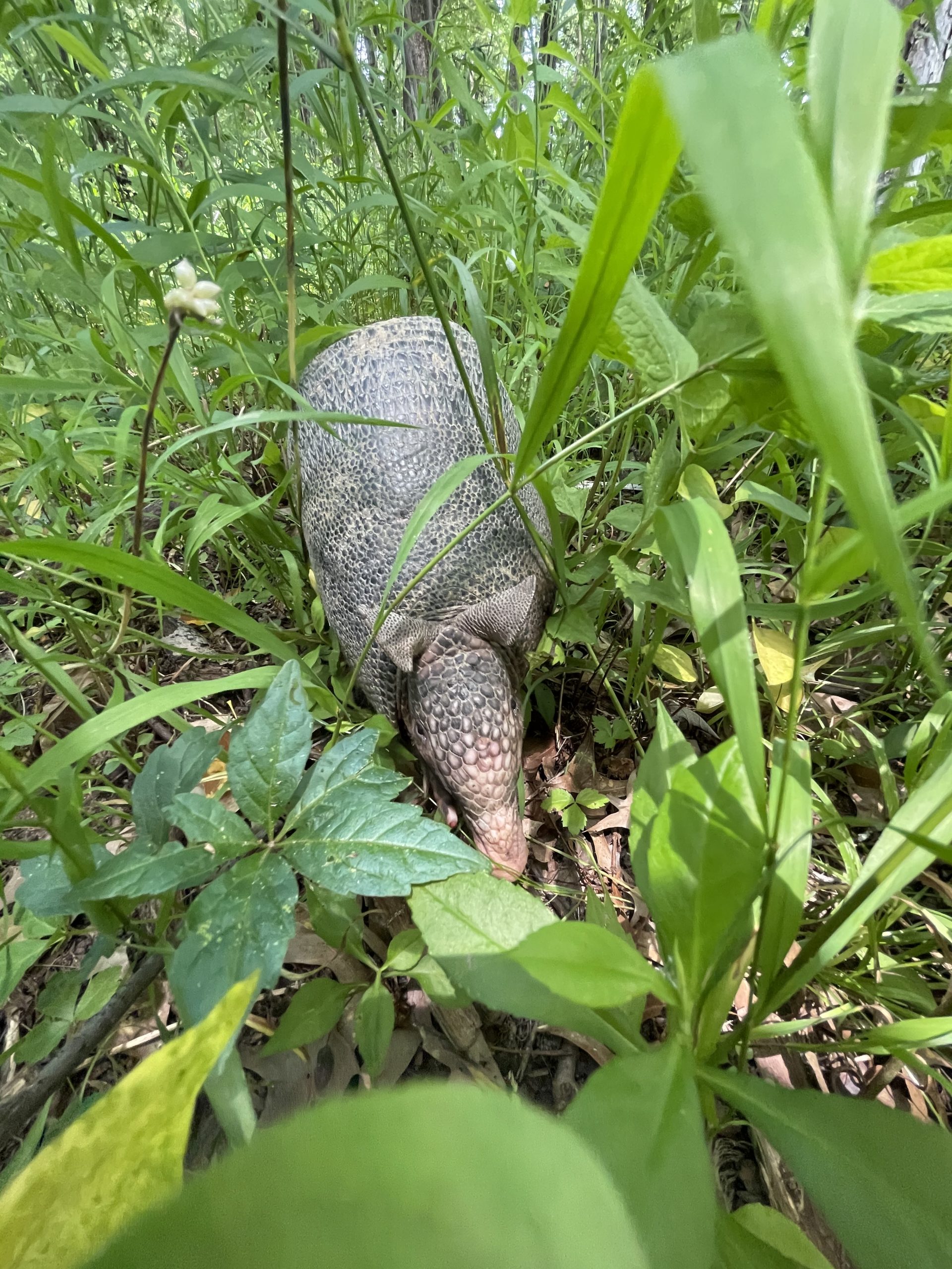 Indiana DNR launches interactive map to track rare wildlife sightings