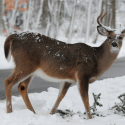 Opt-in to the Deer Management Survey