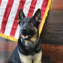 Paoli Police Department honors retirement of K9 Riggs after distinguished service