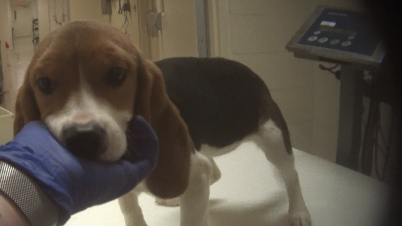 Beagles and Bagels event at Indiana Statehouse to raise awareness and support for Sunny’s Research Adoption Bill 