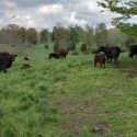 Free Beef Quality Assurance certification class set for Jan. 22 in Paoli