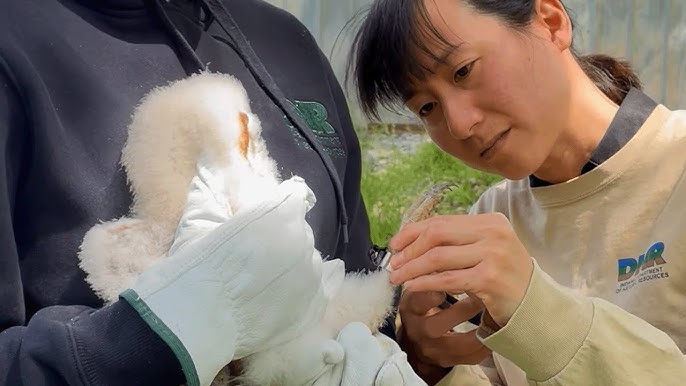 Indiana Nongame Wildlife Fund celebrates landmark 2025 conservation wins