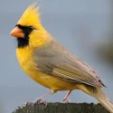 Rare yellow cardinal could make a surprise appearance in Indiana backyards