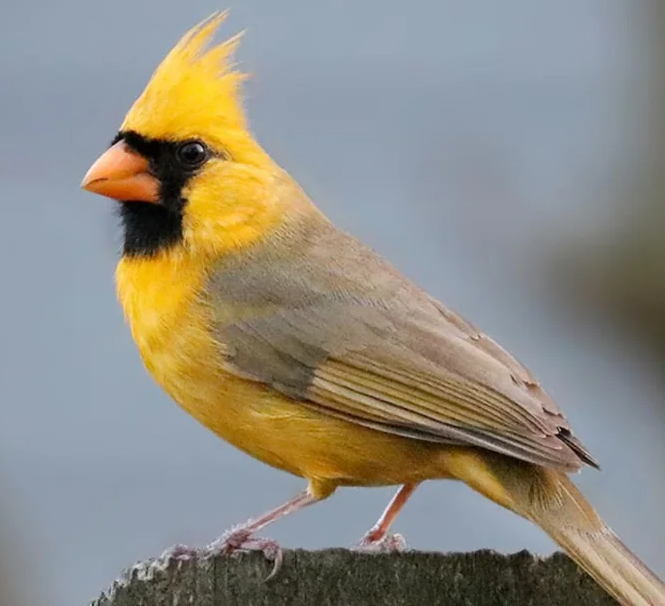 Rare yellow cardinal could make a surprise appearance in Indiana backyards