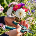 Purdue Extension offers free diagnostics, resources for Indiana cut flower growers