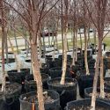 Bloomington continues to grow and strengthen urban tree canopy