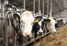 H5N1 “Entrenched” in North America: The growing case for vaccinating Indiana’s herds