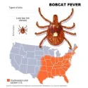 Deadly ‘Bobcat Fever’ threatens domestic cats as ticks vectors expand