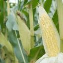 Extension of deregulation to a corn variety developed using genetic engineering