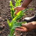 High input costs and low prices push corn growers into severe profitability crisis