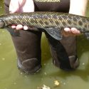 DNR biologists take to the water to track the long-term health of Indiana’s fish communities