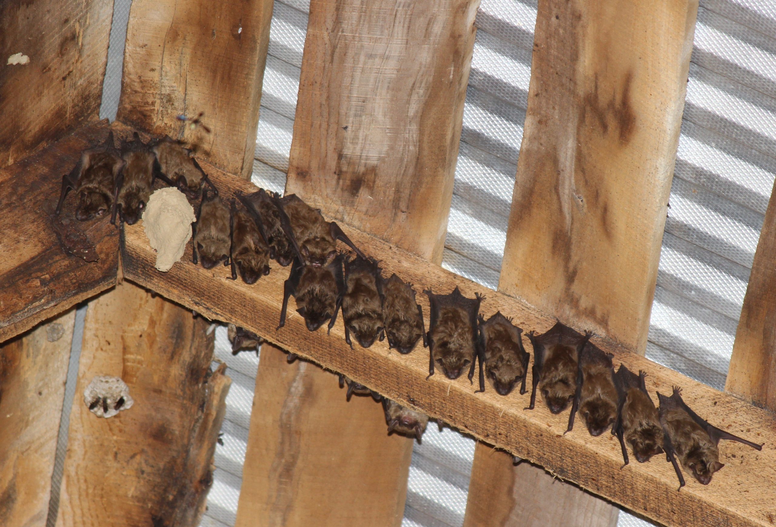 Report a Roost: Indiana DNR launches new citizen-science bat reporting tool