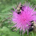 DNR invites families to ‘Bloom & Buzz: A Pollinator Party’ at Clark State Forest