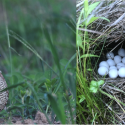 Indiana DNR urges responsible mowing practices to help reverse steep decline of grassland birds