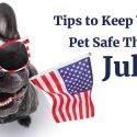 Red alert for pet owners: How to keep pets safe this Independence Day