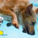 Time for a doggy paddle: Bloomington hosts annual ‘Drool in the Pool’ event Aug. 5th and 6th