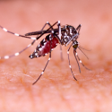 West Nile Virus detected in Bartholomew County Mosquitoes; Health officials urge precautions