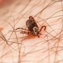 Tick-borne deadly Powassan virus cases hit historic highs across the U.S.