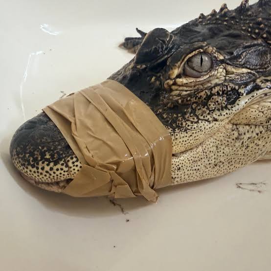 Four-foot alligator surprises early-morning commuter near downtown Jeffersonville